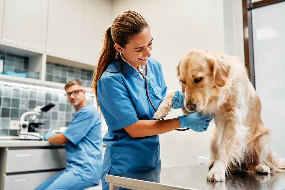 responsabilite veterinaire