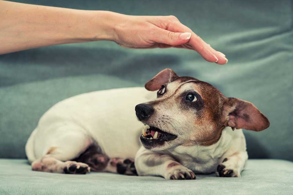 poursuite morsure chien